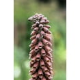 thumbnail image 3 of 20 MILK CHOCOLATE FOXGLOVE Spanish Digitalis Parviflora Red Brown Flower Seeds, 3 of 10