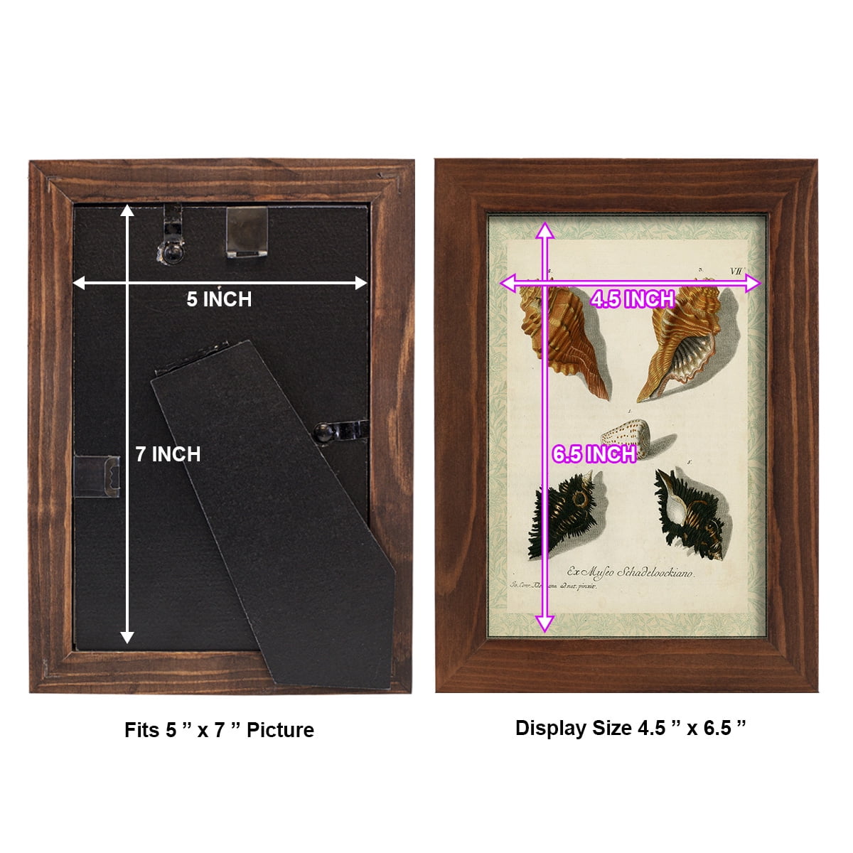 Bookplate Shells I - Framed Print w/glass - Chestnut