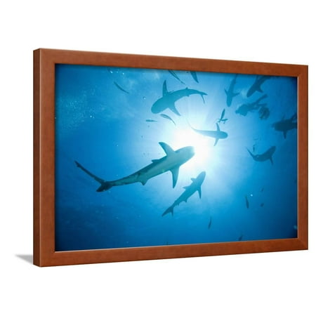 Scuba Diver and Caribbean Reef Sharks at Stuart Cove's Dive Site Framed Print Wall Art By Paul