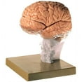 thumbnail image 2 of Brain Demonstration Model, 2 of 2