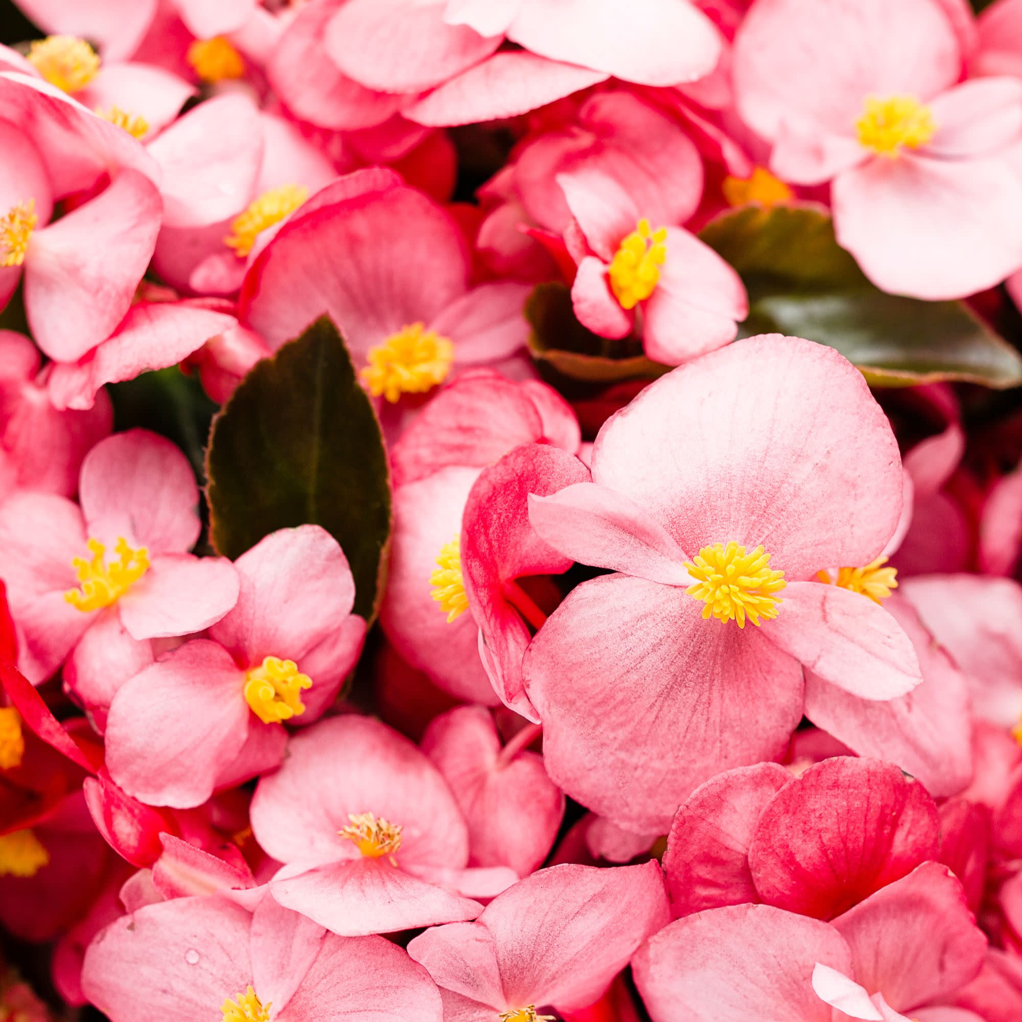 Proven Winners 4" Pink Surefire Rose Begonia Live Plant in 4.25" Pot (4 Count)