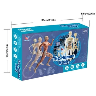 Tedco Toys 4D Vision Orca Anatomy Model - Walmart.com