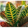 thumbnail image 2 of House Plant Dropship 6-CROTON-PETRA-NURSERY.POT 6 in. Croton Petra Josephs Coat Nursery Pot, 2 of 5