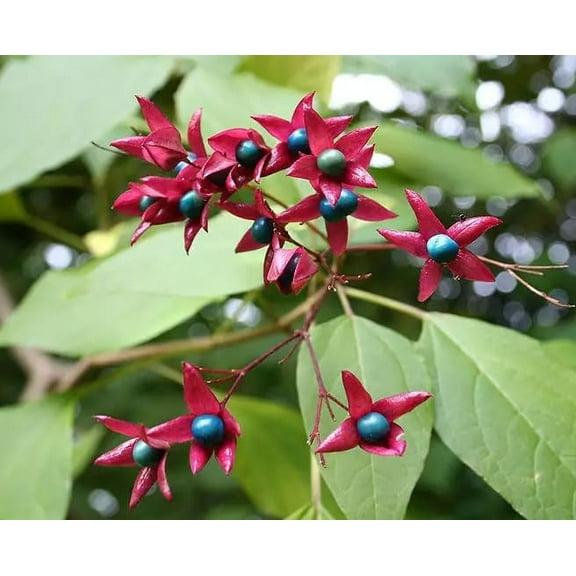 Glory Bower Tree Seeds for Planting - 10 Seeds