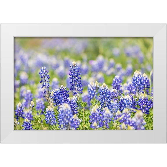 Wilson, Emily M. 14x11 White Modern Wood Framed Museum Art Print Titled - Johnson City-Texas-USA-Bluebonnet wildflowers in the Texas Hill Country