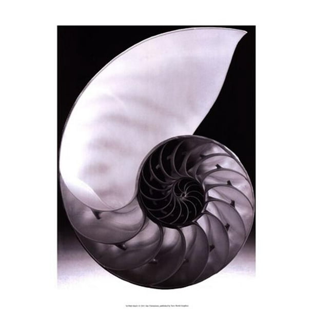 Posterazzi OWP76790D Shell I Poster by Jim Christensen -13.00 x 19.00