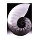 Posterazzi OWP76790D Shell I Poster by Jim Christensen -13.00 x 19.00 – image 1 sur 1