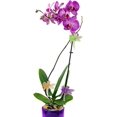 thumbnail image 2 of 30 Pcs Plant Clips, Orchid Clips, Mini Plastic Plant Clips, Garden Clips, Plant Clips for Tomatoes, Roses, Cucumbers, Trellis Plants, Garden Orchids, Climbing Plants, Sturdy Clips, Dragonfly, 2 of 5