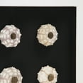 thumbnail image 2 of Abstract Shell Art, 2 of 2