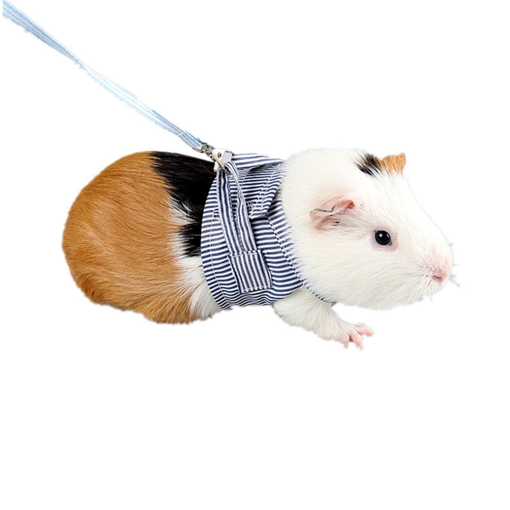 Guinea pig starter kit walmart sale