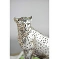 thumbnail image 5 of A&B Home Sitting Leopard Statue Table Decor 7x4.5x8.5, 5 of 5
