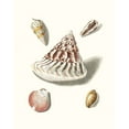 thumbnail image 2 of Knorr, G.W. 12x14 White Modern Wood Framed Museum Art Print Titled - Pastel Knorr Shells VII, 2 of 4
