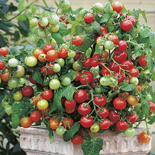 Live TINY TIM Organic Cherry Tomato Plant Indoor Container Outdoor Garden