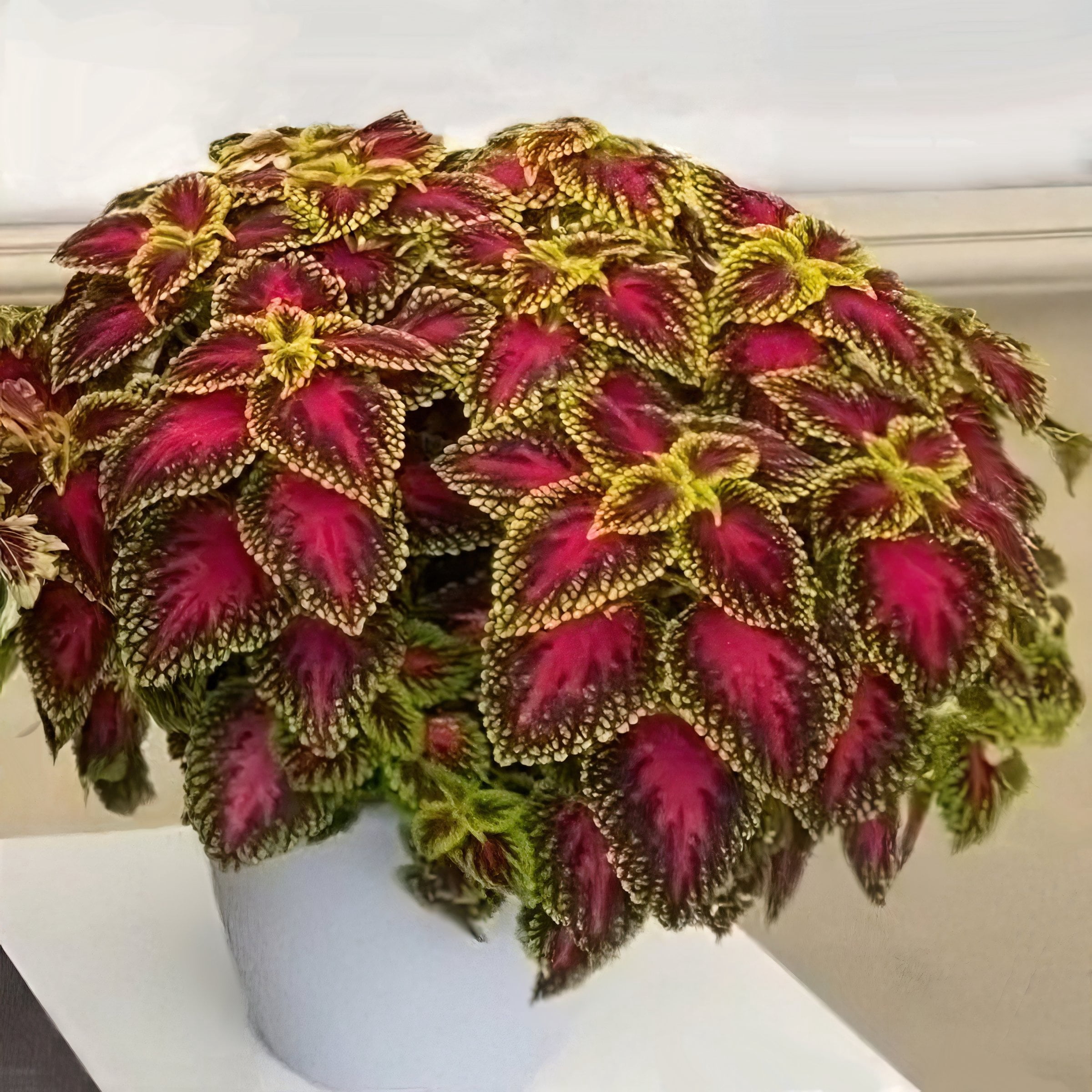 3.25 in. Coleus PartyTime Pink Berry Live Annual Plant (3-Pack)