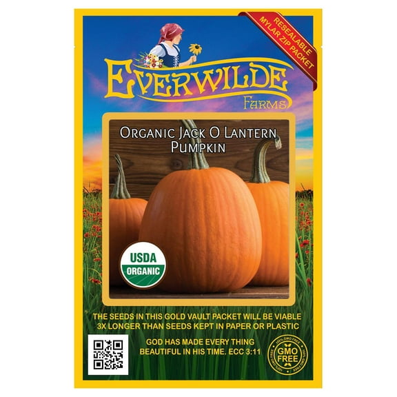 Everwilde Farms - 20 Organic Jack O Lantern Pumpkin Seeds - Gold Vault Jumbo Bulk Seed Packet