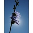 thumbnail image 5 of Chicory Seeds/ Perennial/ Full Sun/7K Seeds 1/4 oz/ Zellajake Farm and Garden- B207, 5 of 5