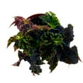 thumbnail image 2 of Begonia sericoneura VAR lindleyana 4 inch Rare, 2 of 3