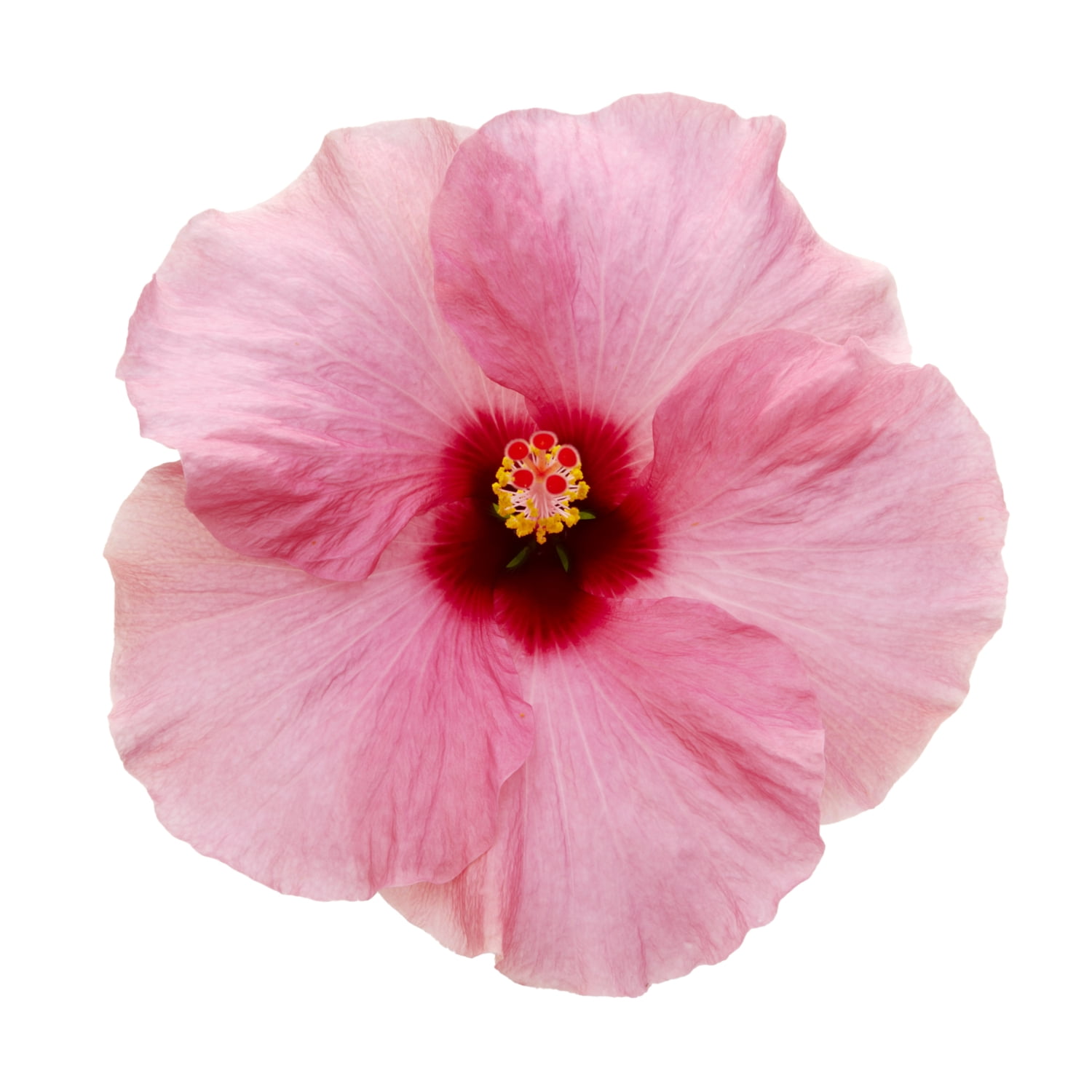 Island Blooms Live Indoor 14in. Tall Hibiscus Plant in 5in. Grower's pot