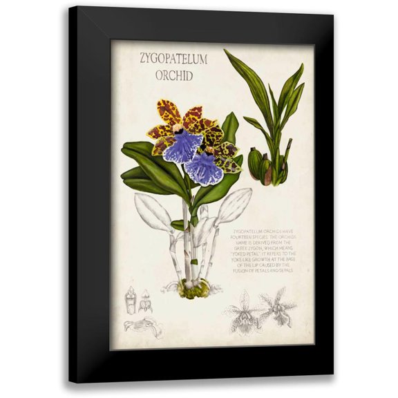 McCavitt, Naomi 11x14 Black Modern Framed Museum Art Print Titled - Orchid Field Notes II