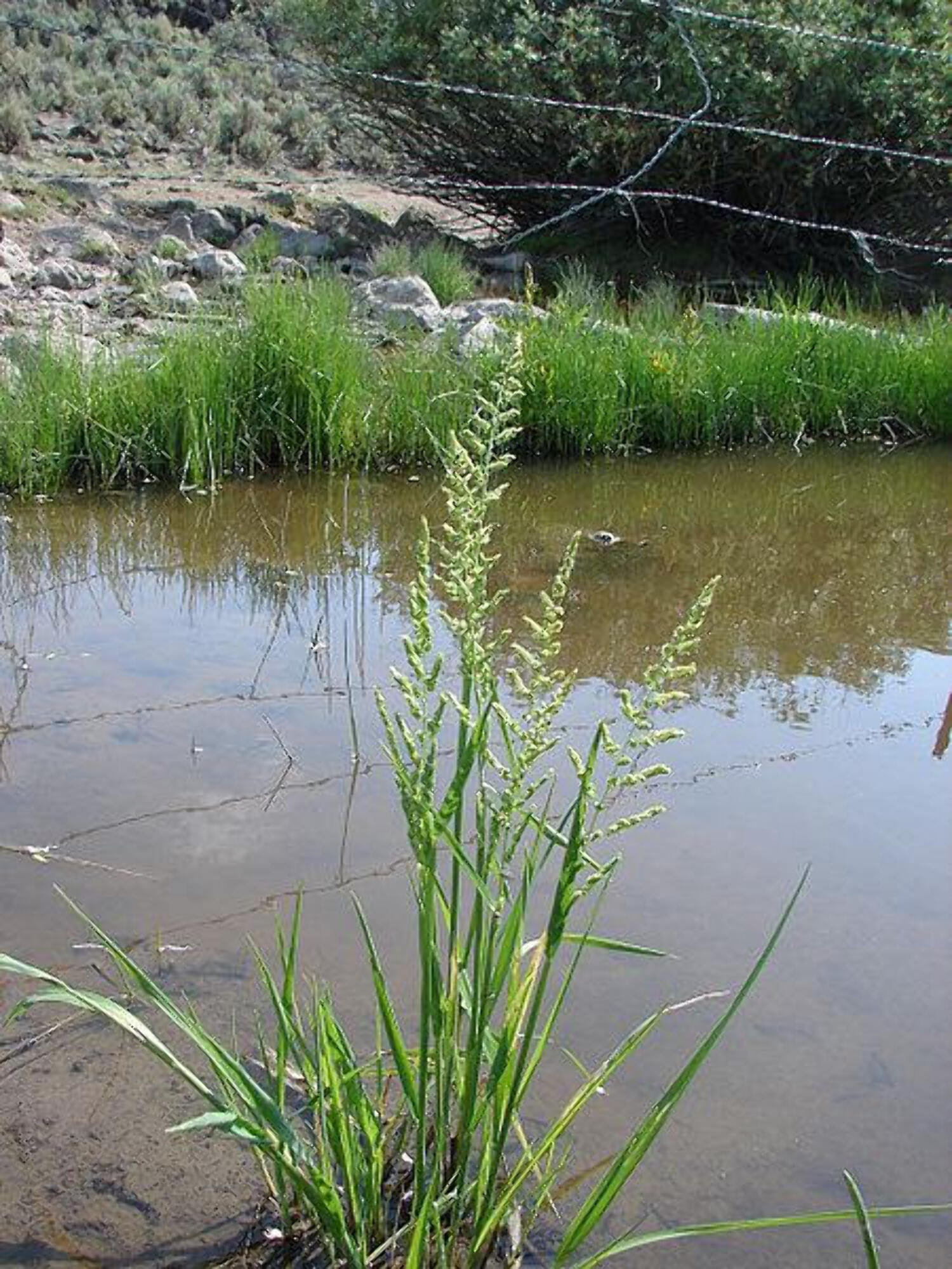 200 SLOUGH GRASS Wetland American Western Ornamental Beckmannia Syzigachne Seeds - image 2 of 10
