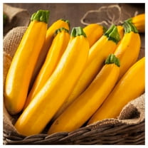 Everwilde Farms - 1/4 lb Golden Zucchini Summer Squash Seeds - Gold Vault Bulk Seed Packet