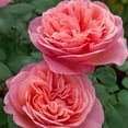 thumbnail image 2 of Heirloom Roses Live Hybrid Tea - Sweet Mademoiselle™ Hybrid Tea Roses, 2 of 4
