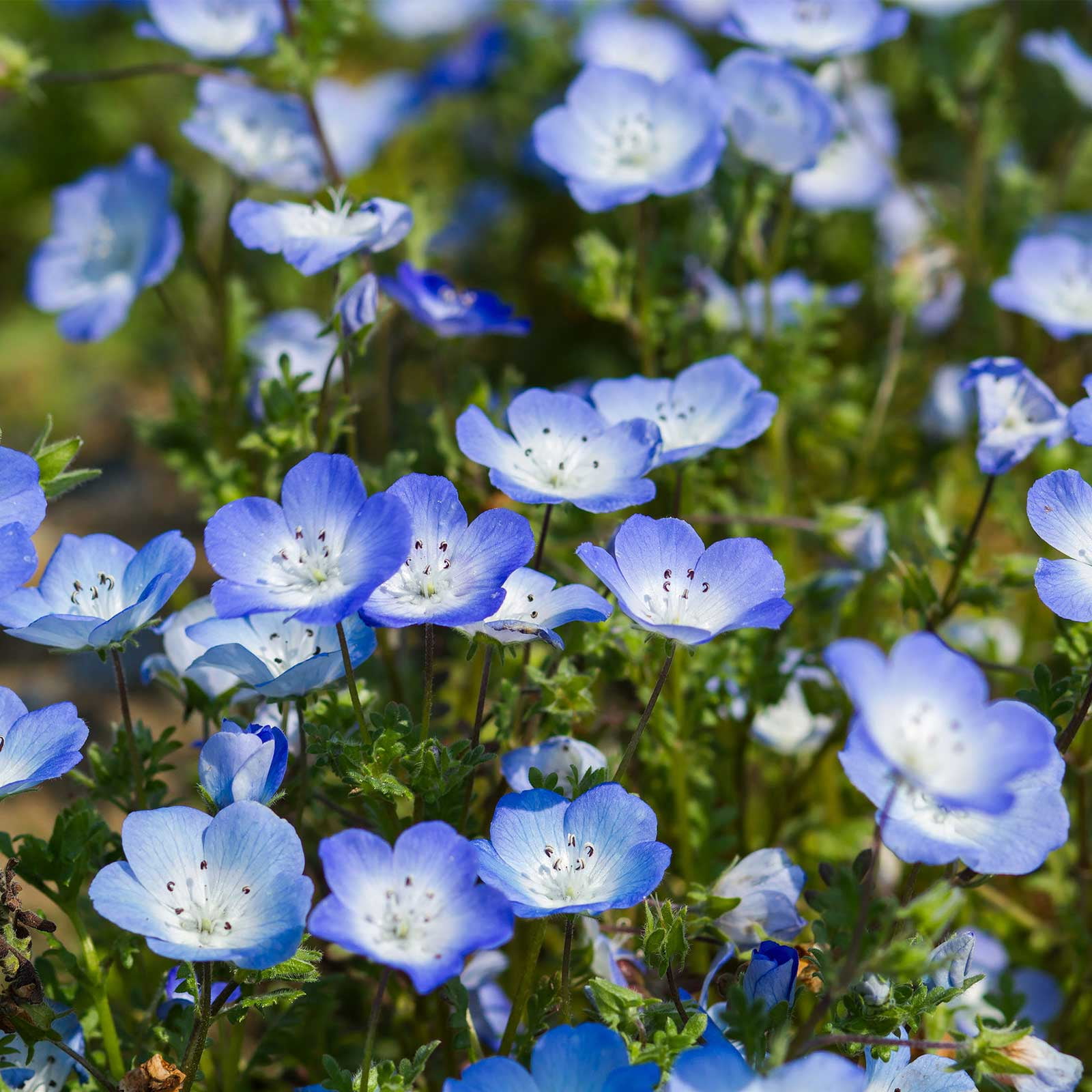 200 CALIFORNIA BLUEBELL Desert Canterbury Flower Seeds 