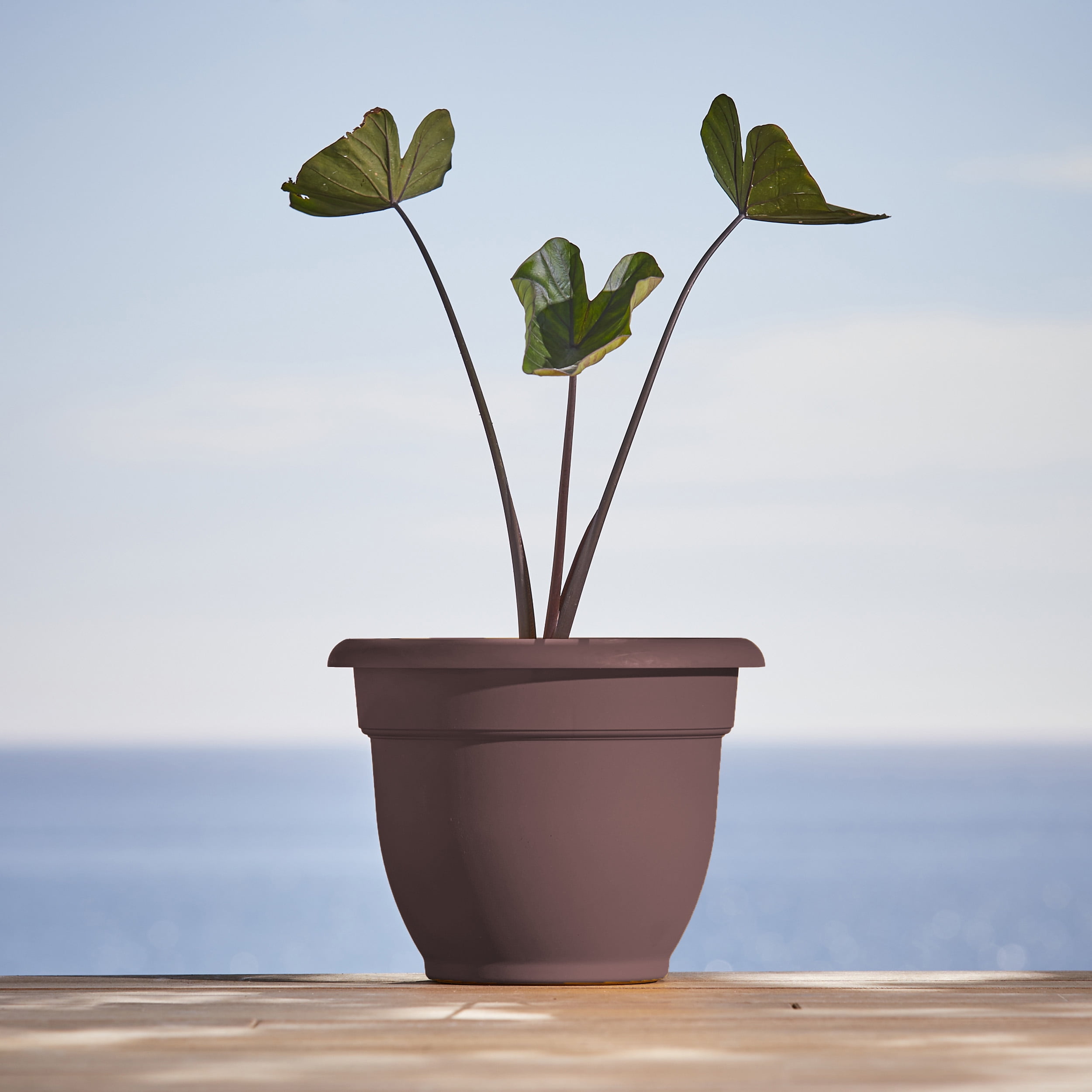 Bloem 8-in Ariana Self Watering Plastic Planter - Merlot Burgundy