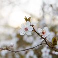 thumbnail image 4 of PERFECT PLANTS Santa Rosa Plum Tree Live Plant, Produces Fruit, 4-5ft, Green, 4 of 4