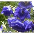 thumbnail image 2 of 100 MIXED CANTERBURY BELLS - Crown Mix Campanula Medium Flower Seeds, 2 of 5