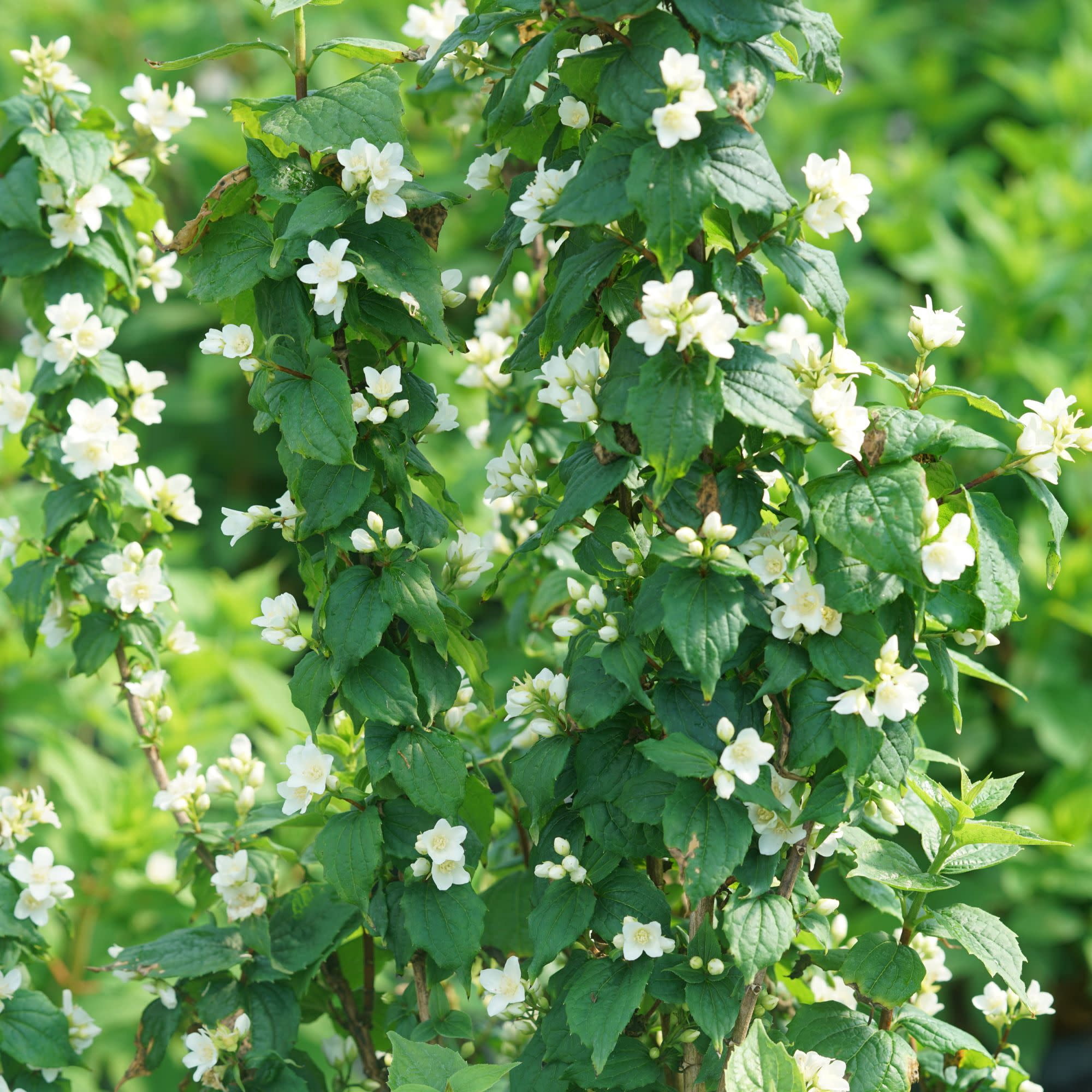 Proven Winners ColorChoice 5" White Illuminati Tower Mock Orange Live Plant in 4.5" Pot (4 Count)