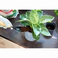 thumbnail image 2 of Miracle-Gro Mélange de Rempotage Tropical 8,8 L, 2 of 4