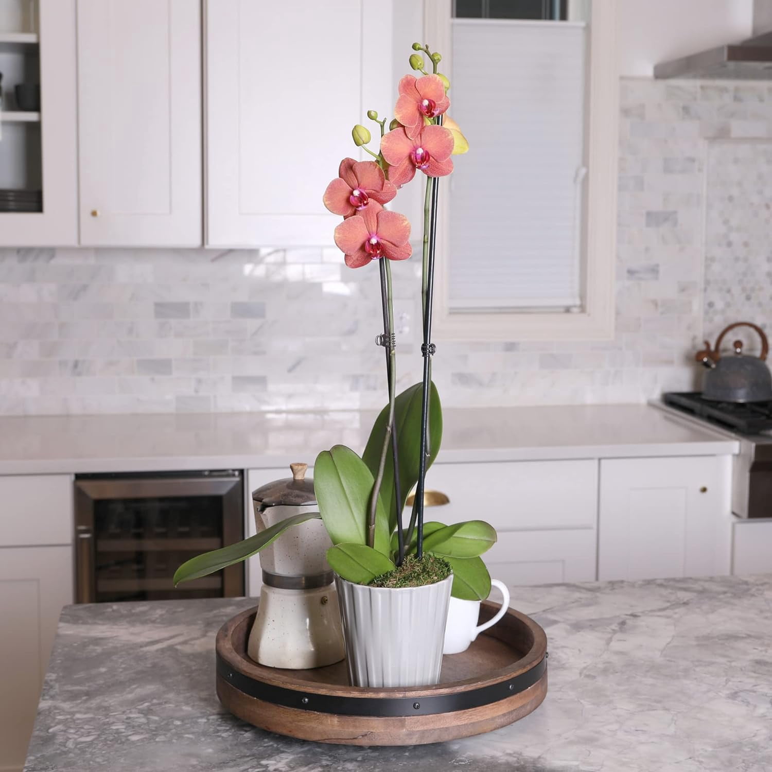 Just Add Ice 16-30" Salmon Premium Orchid Live Plant in 5" Grey Ceramic Pot, House Plant