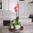 thumbnail image 3 of Just Add Ice 16-30" Salmon Premium Orchid Live Plant in 5" Grey Ceramic Pot, House Plant, 3 of 7