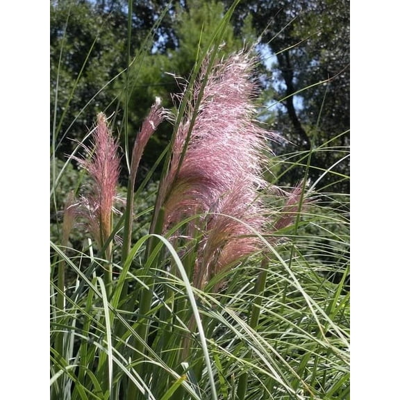Live Ornamental Grasses - Pink Pampas Grass   Cortaderia Selloana - [Qty: 1x Pint Pot] - (Click for Other Available Plants/Quantities)