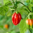 thumbnail image 2 of Eden Brothers Hot Pepper Seeds - Habanero Red, 2 of 3