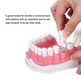 thumbnail image 3 of Modelo de Diente Dental ANGGREK Estándar con Cepillo, 3 of 8