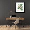 thumbnail image 4 of Walter Fitch Hood 18x24 Black Modern Framed Museum Art Print Titled - Quercus Lamellosa, Ham. (1855), 4 of 5