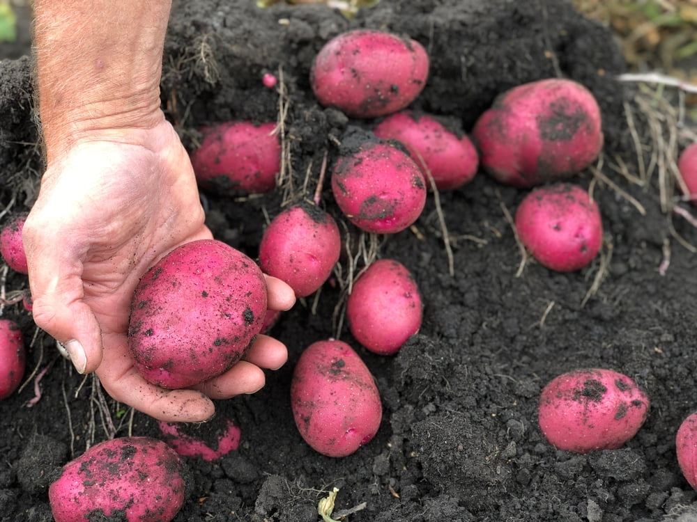 Red Norland Seed Potatos for Planting 5 Pounds