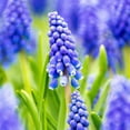 thumbnail image 6 of Easy to Grow Muscari Grape Hyacinth Blue 30 Plant Bulbs, Spring Zones 4-8, 6 of 8