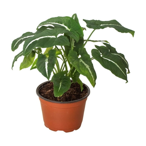 Syngonium wendlandii 'Black Velvet', 4" Pot, Indoor Houseplant, Easy Care, Live Plant for Indoor & Outdoor