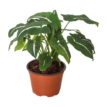 Syngonium wendlandii 'Black Velvet', 4" Pot, Indoor Houseplant, Easy Care, Live Plant for Indoor & Outdoor