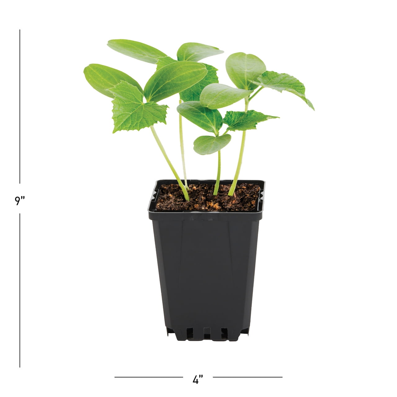 Expert Gardener 1PT Bush Pickle Cucumber Live Edible Plant Sun 6-Pack