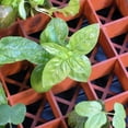 thumbnail image 3 of Hydrofarm Grodon Double-Sided Terracotta Gro-Smart Tray with 78 Cells, 2 Pack, 3 of 3