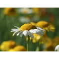 thumbnail image 2 of Bonin, Suzanne 18x15 Black Ornate Wood Framed with Double Matting Museum Art Print Titled - White Chamomile, 2 of 4