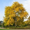 thumbnail image 2 of Brighter Blooms - Shademaster Honeylocust Tree, 6-7 ft. - No Shipping to AK, AZ, HI, 2 of 5