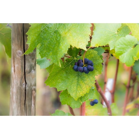 - Peel-n-Stick Poster of Pinot Noir Green Grapes Autumn Vine Leaves Wine Poster 24x16 Adhesive Sticker Poster Print