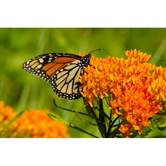 30 ORANGE BUTTERFLY MILKWEED Asclepias Flower Seeds