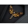 thumbnail image 3 of Black Frame Shadow Box Butterfly Moth, Gothic Insect Inspired Wall Art, Dark Aesthetic Home Decor, Framed Display for Curiosity Cabinet CF18-01-DE-MT, 3 of 6