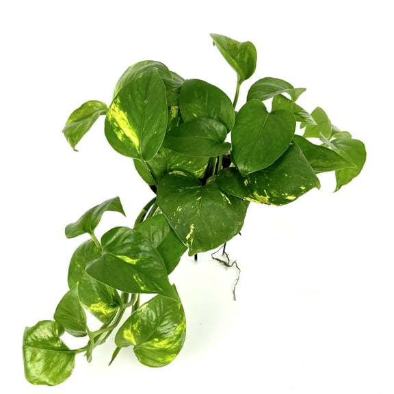 Pothos Golden Easy Air Purifying House Plants, 4" Pot